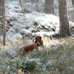 Boxervalpen Yra i skogen