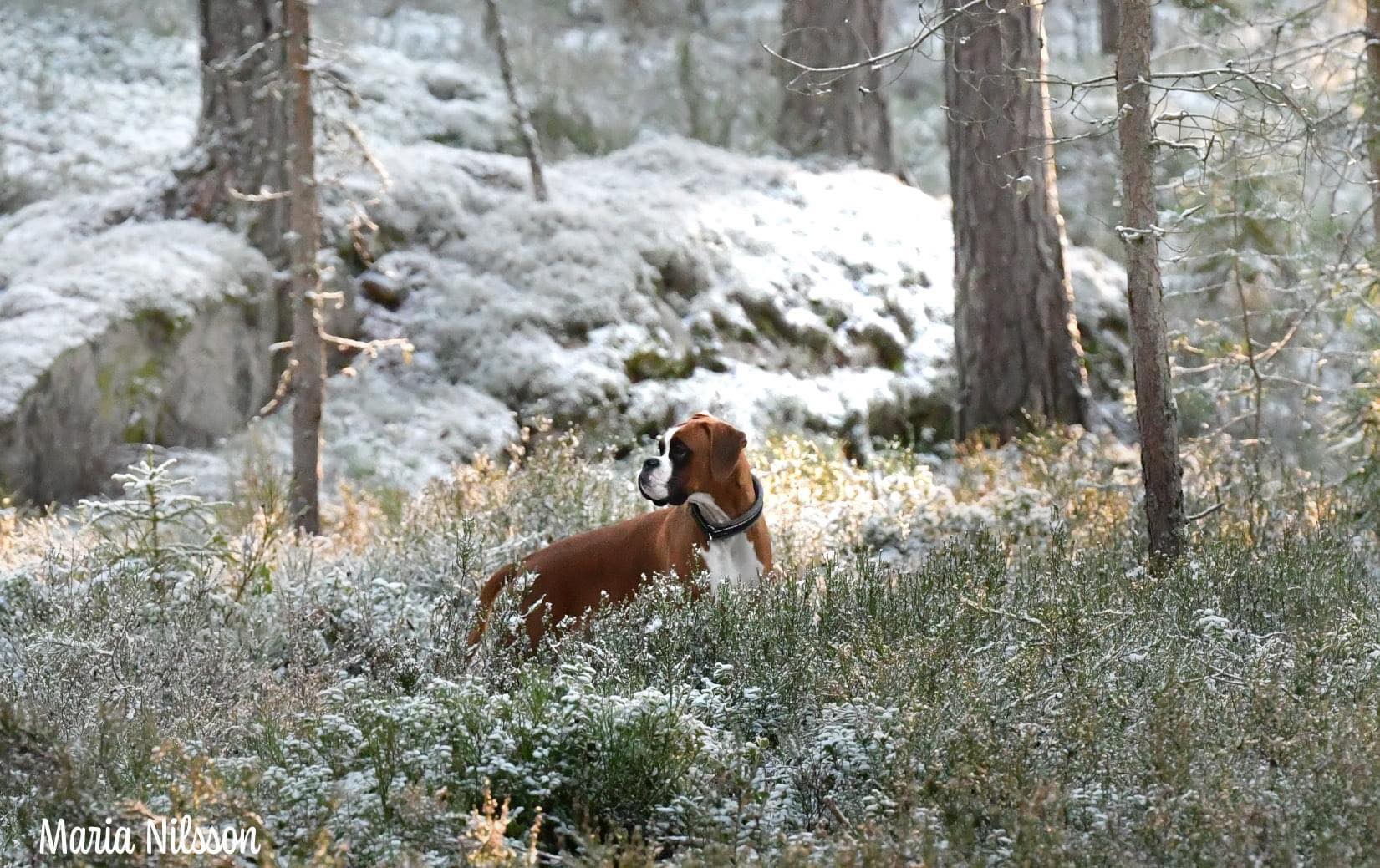 Boxervalpen Yra i skogen