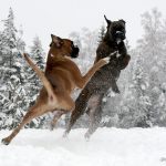 Boxers leker i snö